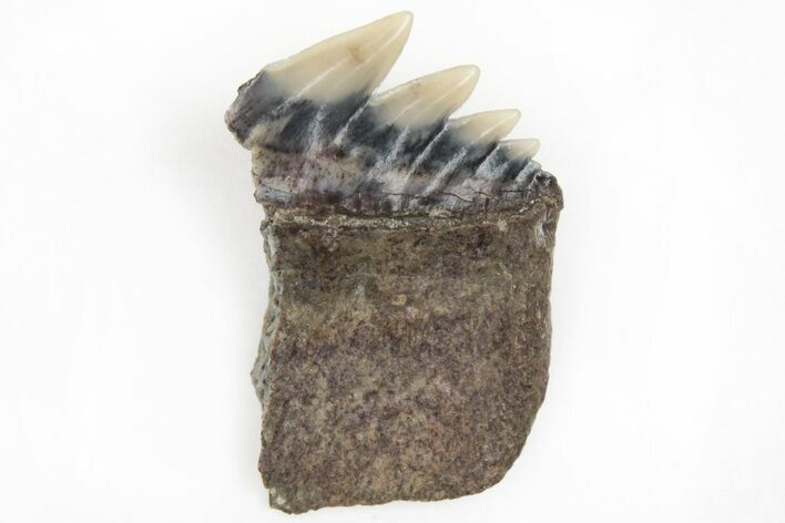 Partial, Fossil Cow Shark (Notorhynchus) Tooth - Aurora, NC #184419